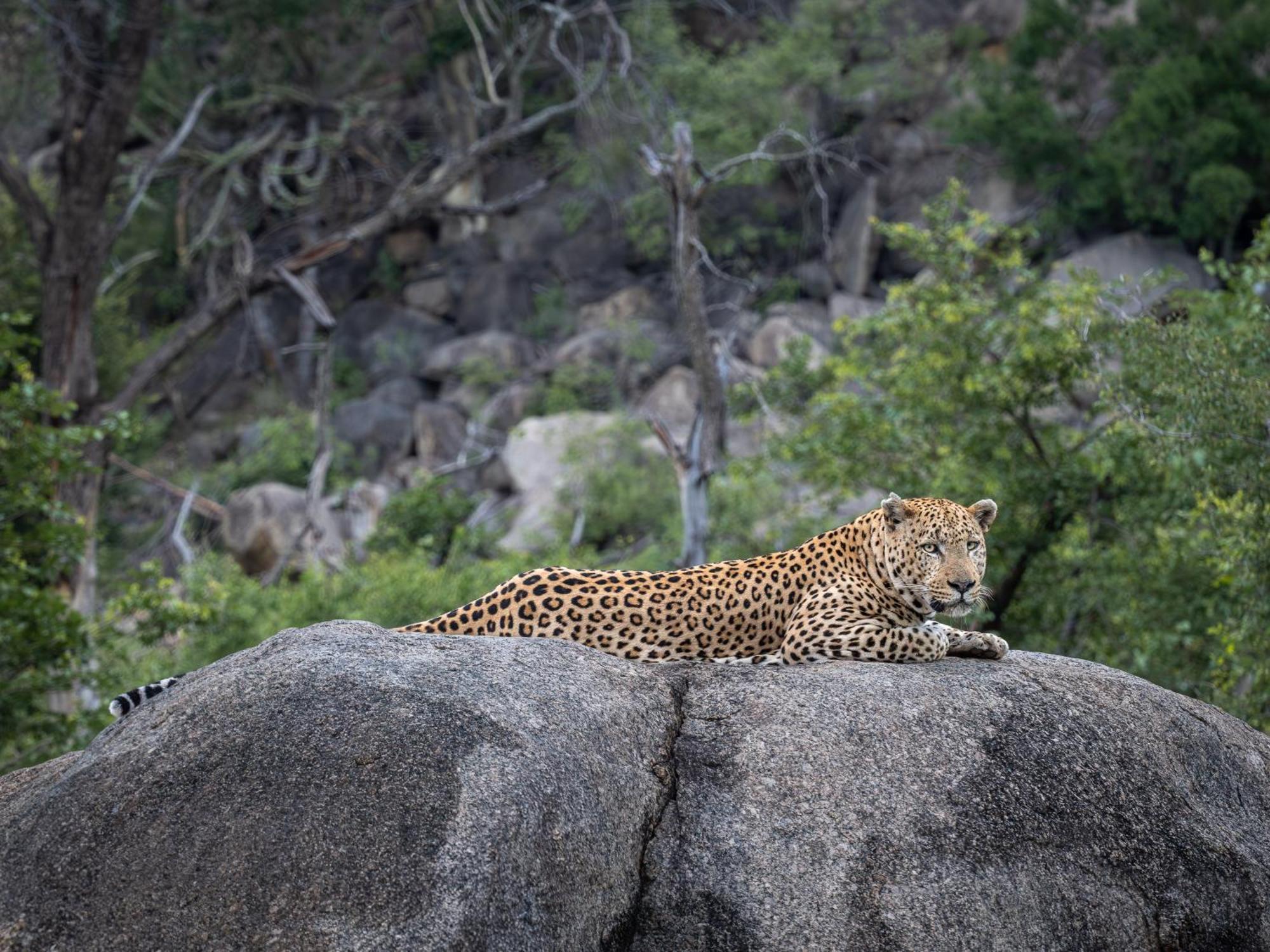 Nyati Safari Lodge Hoedspruit Bagian luar foto