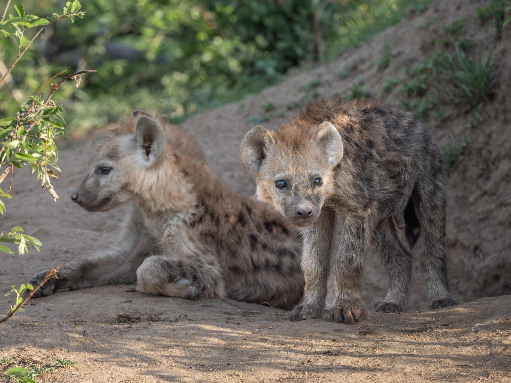 Nyati Safari Lodge Hoedspruit Bagian luar foto